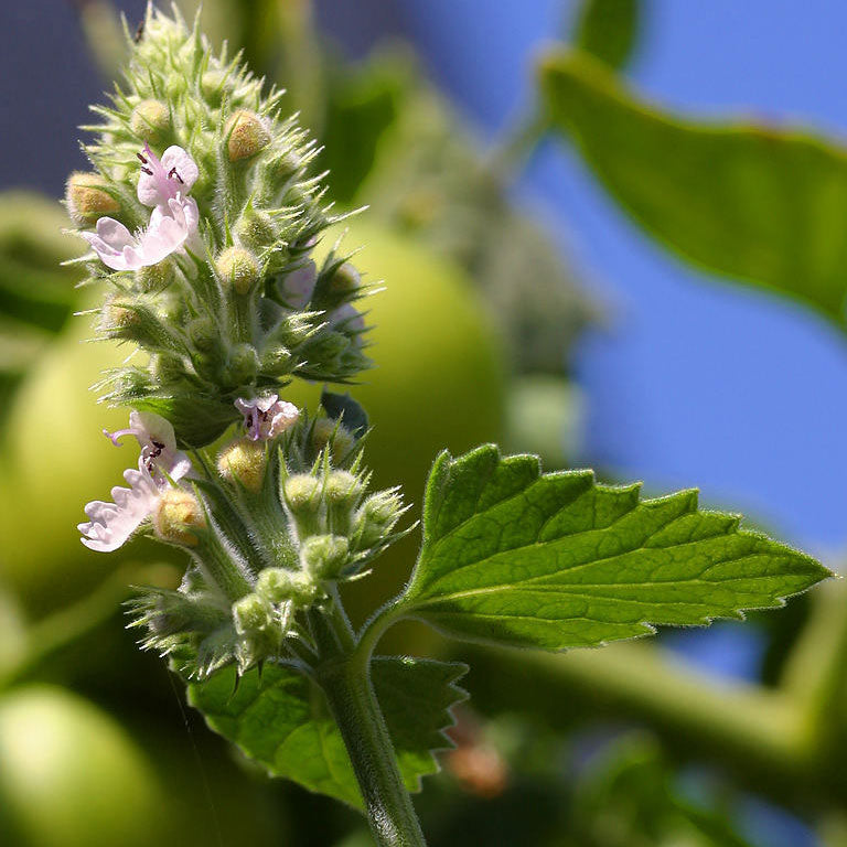 Graines d'herbe à chat (biologiques)