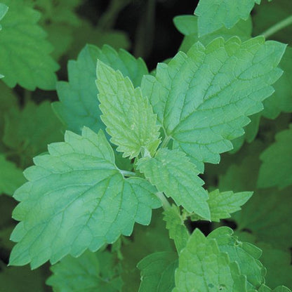 Catnip seeds plant with bright green serrated leaves on Tampa Home & Garden Store