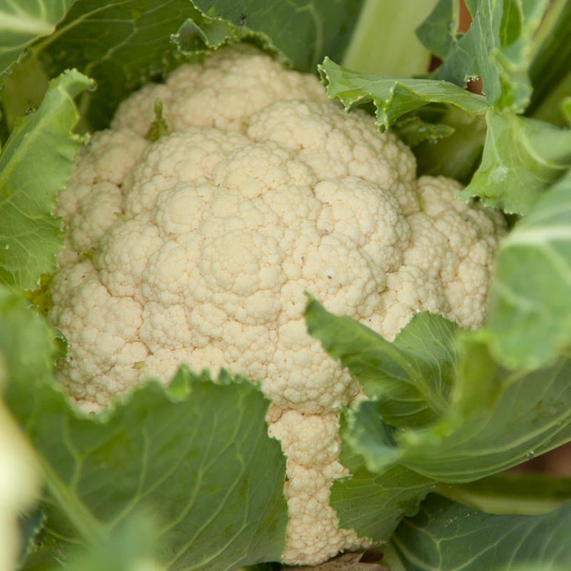 Graines de chou-fleur boule de neige (biologiques)