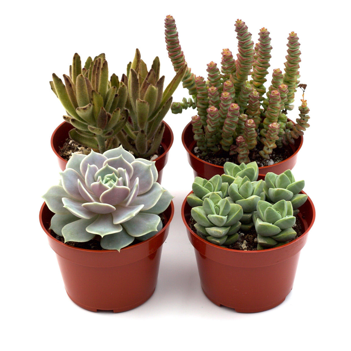 Assorted succulents in terracotta pots, including Echeveria rosettes and Crassula stems on Tampa Home & Garden Store