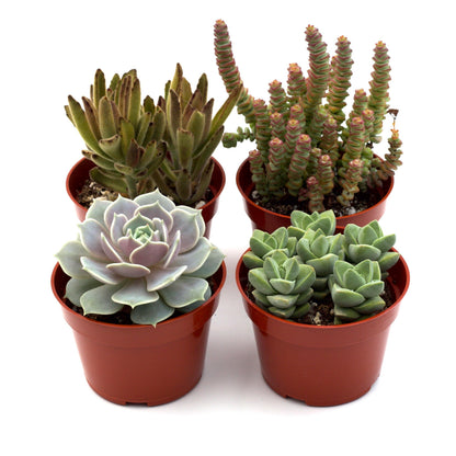 Assorted succulents in terracotta pots, including Echeveria rosettes and Crassula stems on Tampa Home & Garden Store