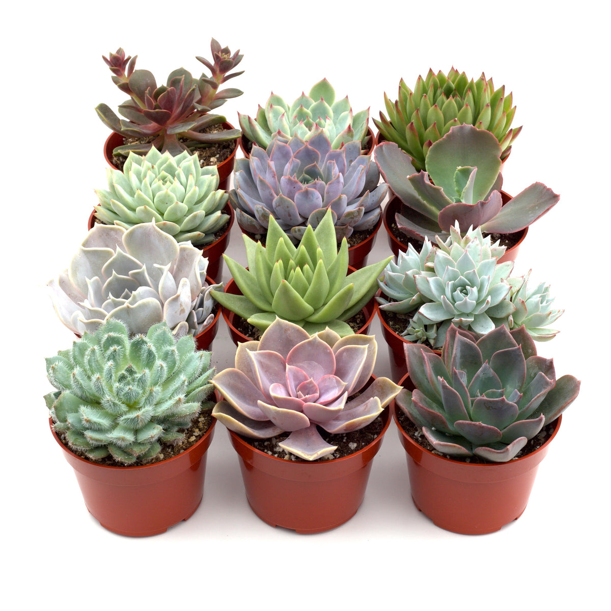 Succulent variety packs featuring rosette and echeveria in red pots; green, lavender leaves on Tampa Home & Garden Store