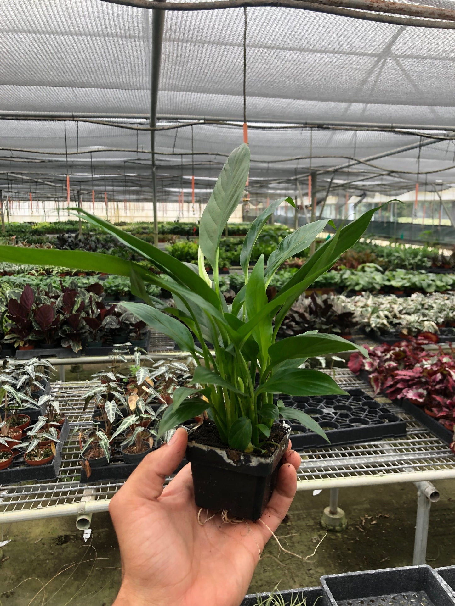 Spathiphyllum Peace Lily plant in small black pot with green leaves Rooted Treasures Farms on Tampa Home & Garden Store
