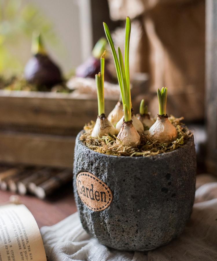 Cement stone tiny garden planter with five bulbs and green shoots in a gray textured pot on Tampa Home & Garden Store