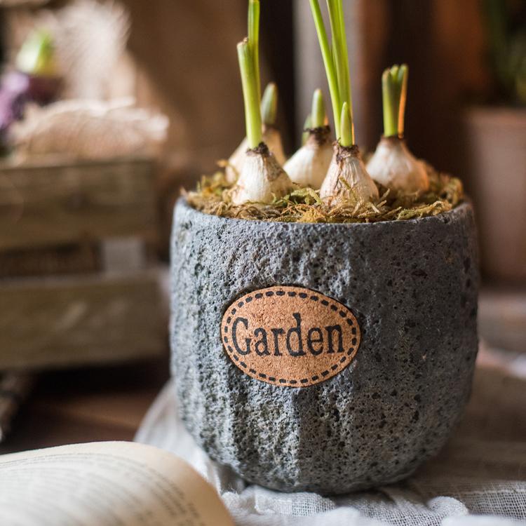 Cement Stone Tiny Garden Planter gray textured surface with multiple bulbs sprouting on Tampa Home & Garden Store