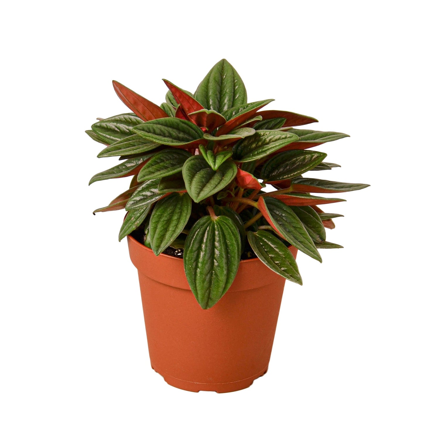 Peperomia Rosso indoor plant with dark green leaves and red undersides in a terracotta pot on Tampa Home & Garden Store