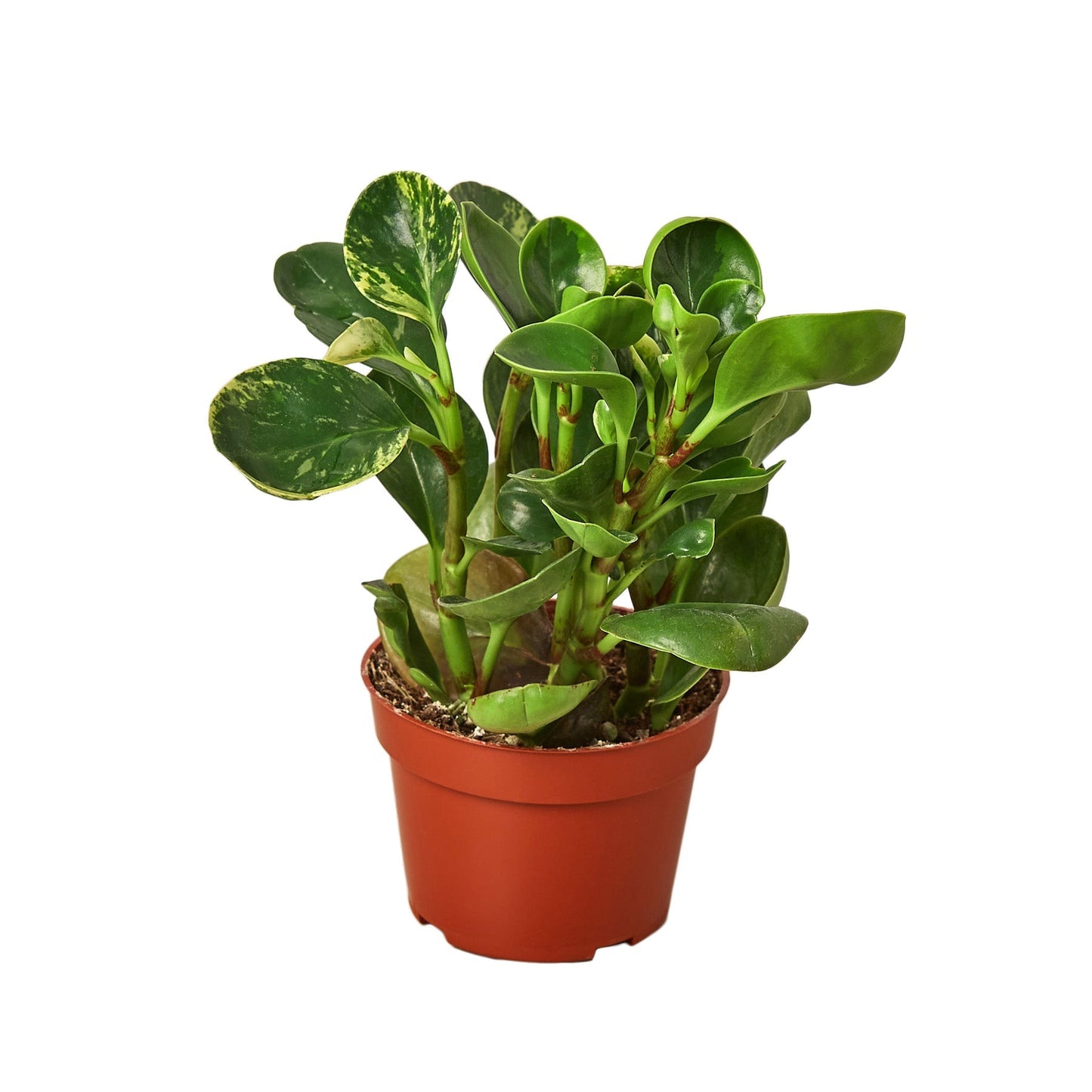 Peperomia Marble indoor plant with variegated green leaves in a terracotta pot on Tampa Home & Garden Store