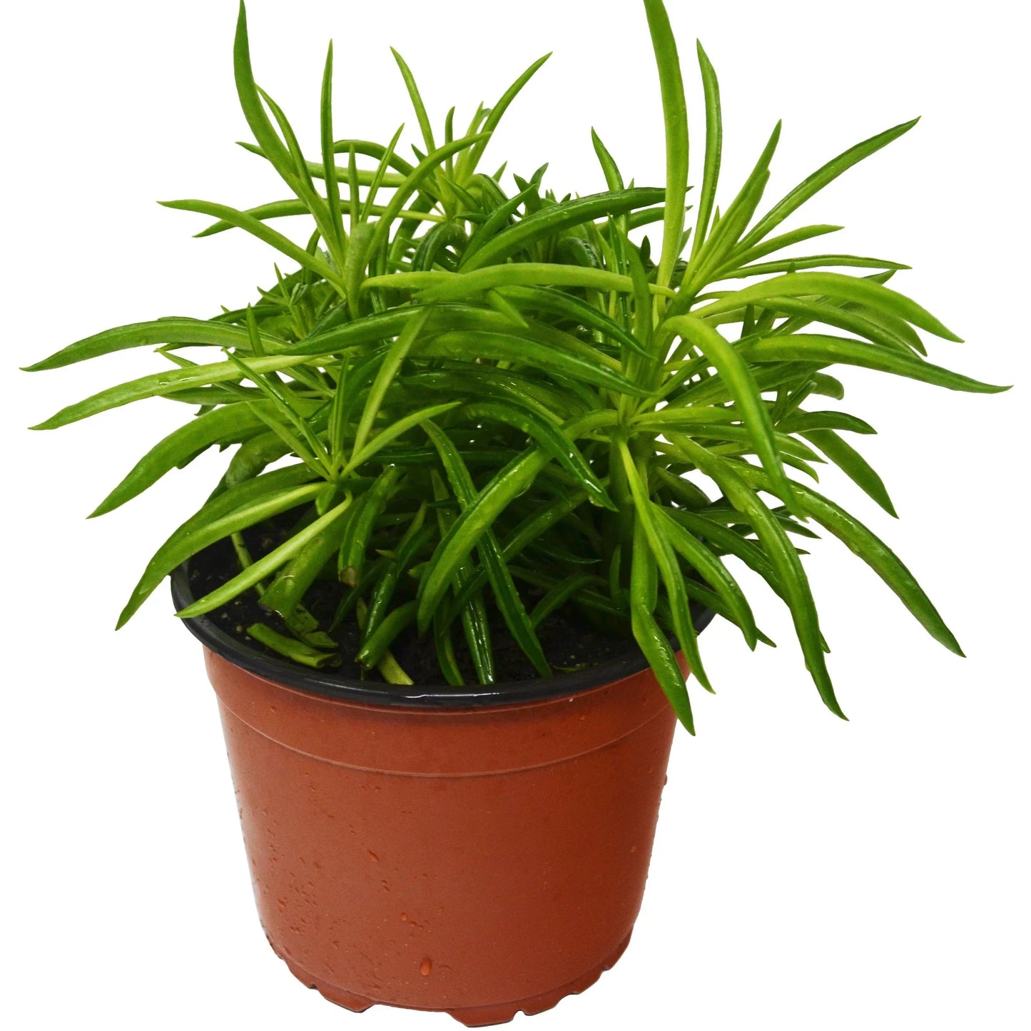 Peperomia Green Bean indoor plant with long slender bright green leaves in a terracotta pot on Tampa Home & Garden Store