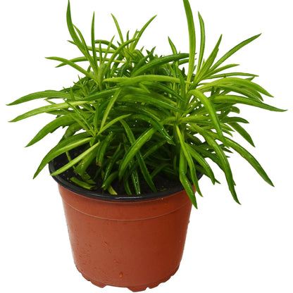 Peperomia Green Bean indoor plant with long slender bright green leaves in a terracotta pot on Tampa Home & Garden Store