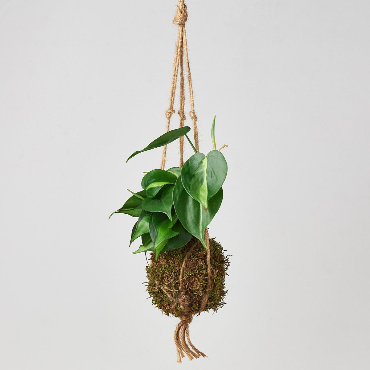 House Plant Shop kokedama moss ball hanging plant with natural jute rope on Tampa Home & Garden Store