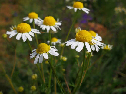 Chamomile Seeds