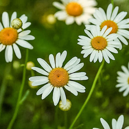 Chamomile seeds product with white-daisy flowers and yellow centers Seedtime Store Seeds on Tampa Home & Garden Store