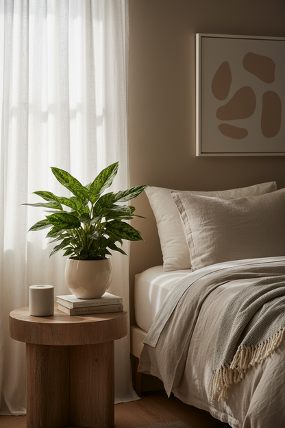 Chinese Evergreen Maria indoor plant in white ceramic pot with green leaves on wood table on Tampa Home & Garden Store