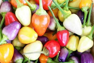 Chinese Five-Color Pepper peppers in a bright multicolor mix; small conical peppers on Tampa Home & Garden Store