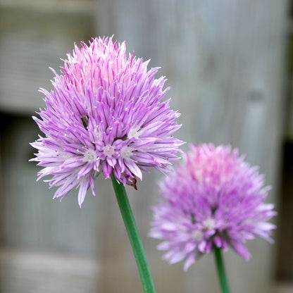 Common chives blossoms; two purple spherical heads on green stems on Tampa Home & Garden Store