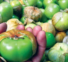 Cisineros Grande Tomatillo seeds: group of green tomatillos with papery husks Seedtime Store on Tampa Home & Garden Store