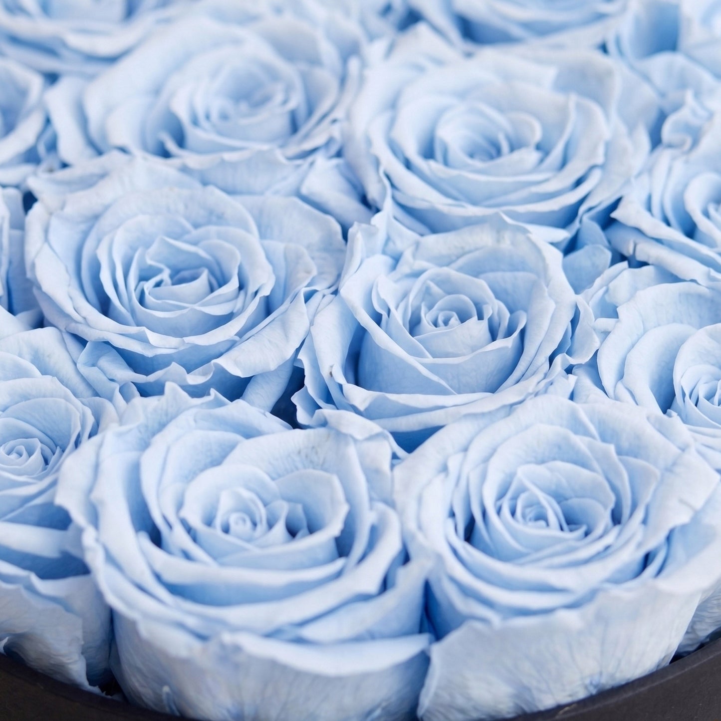 Classic Black Box Light Blue Roses bouquet by The Million Roses on Tampa Home & Garden Store