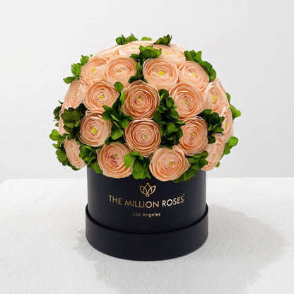 Classic Black Box peach Persian buttercups with green hydrangea in a Million Roses box on Tampa Home & Garden Store