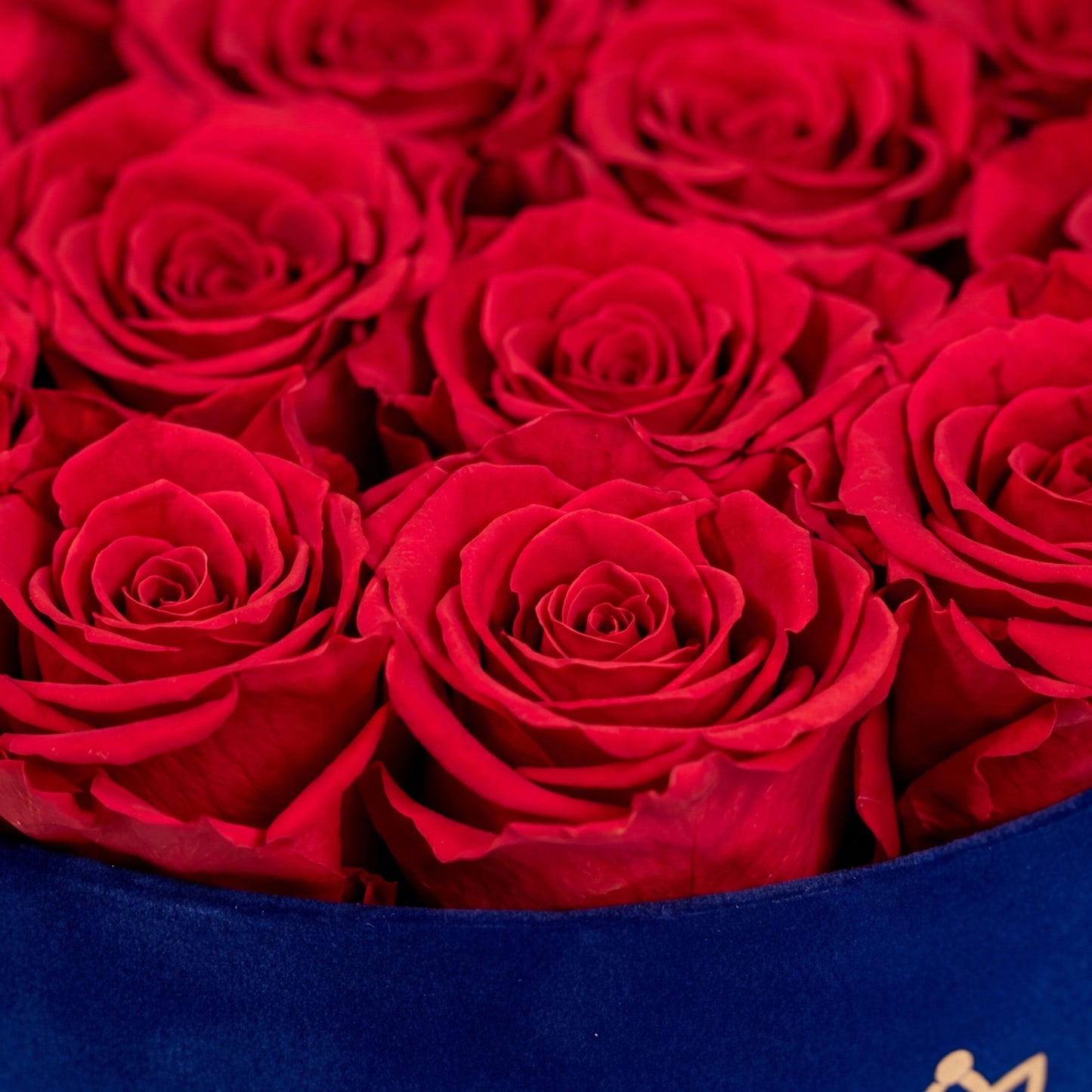 Classic Royal Blue Suede Box Red Roses bouquet by The Million Roses on Tampa Home & Garden Store