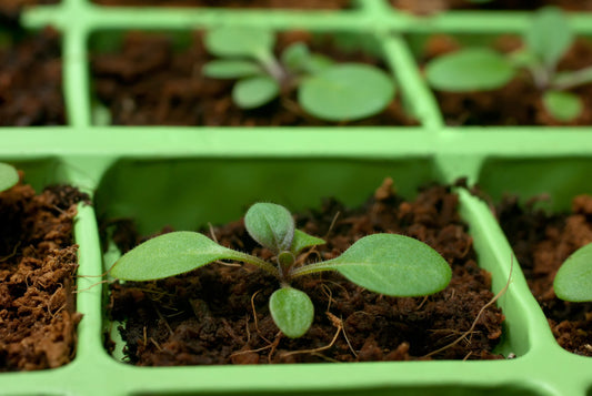 Coco Coir Brick seedlings in lime-green tray; Thunder Acres OMRI coconut coir on Tampa Home & Garden Store