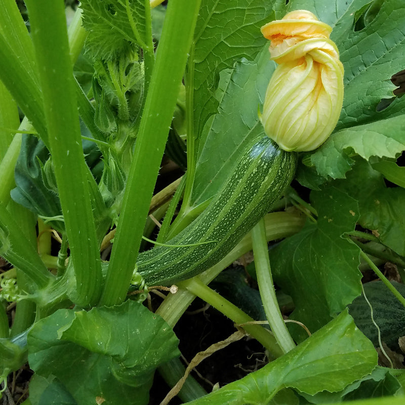 Graines de courge d'été Cocozelle (biologiques)