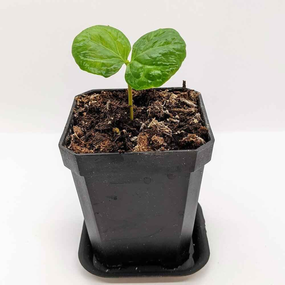 Semillas de Coffea 'Planta de café'