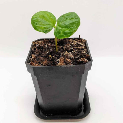 Semillas de Coffea 'Planta de café'