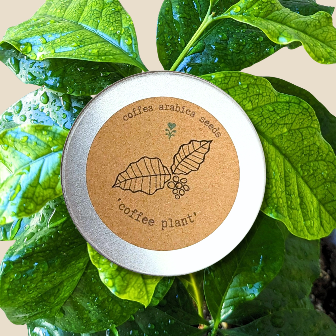 Semillas de Coffea 'Planta de café'