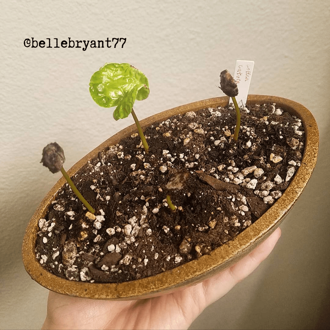 Semillas de Coffea 'Planta de café'
