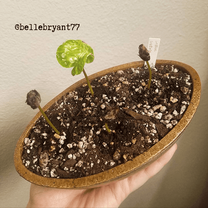 Semillas de Coffea 'Planta de café'