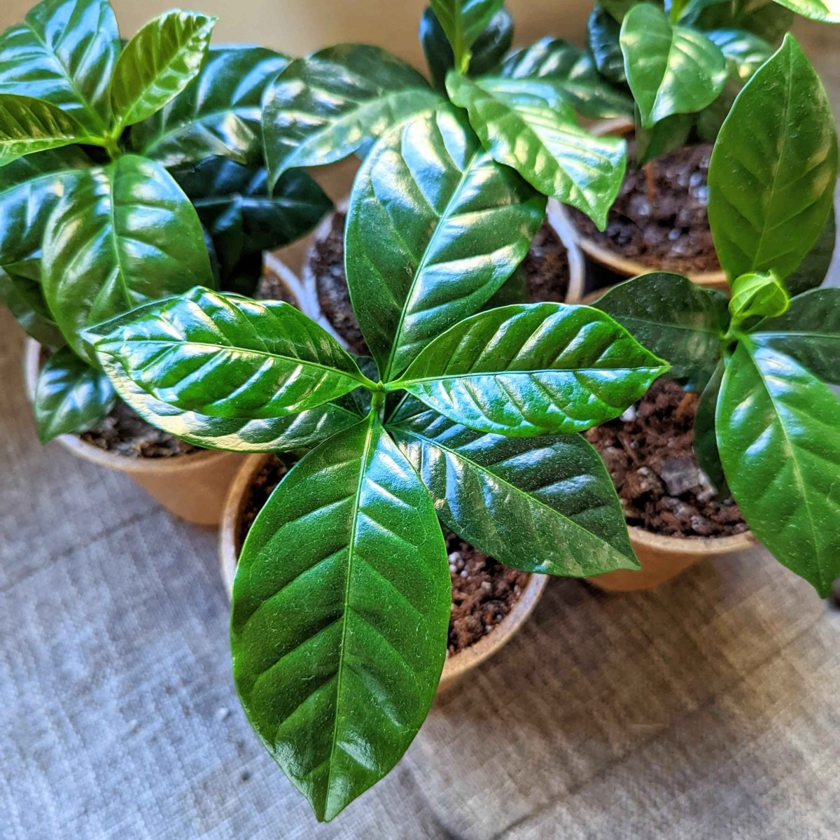 Semillas de Coffea 'Planta de café'