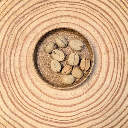 Semillas de Coffea 'Planta de café'