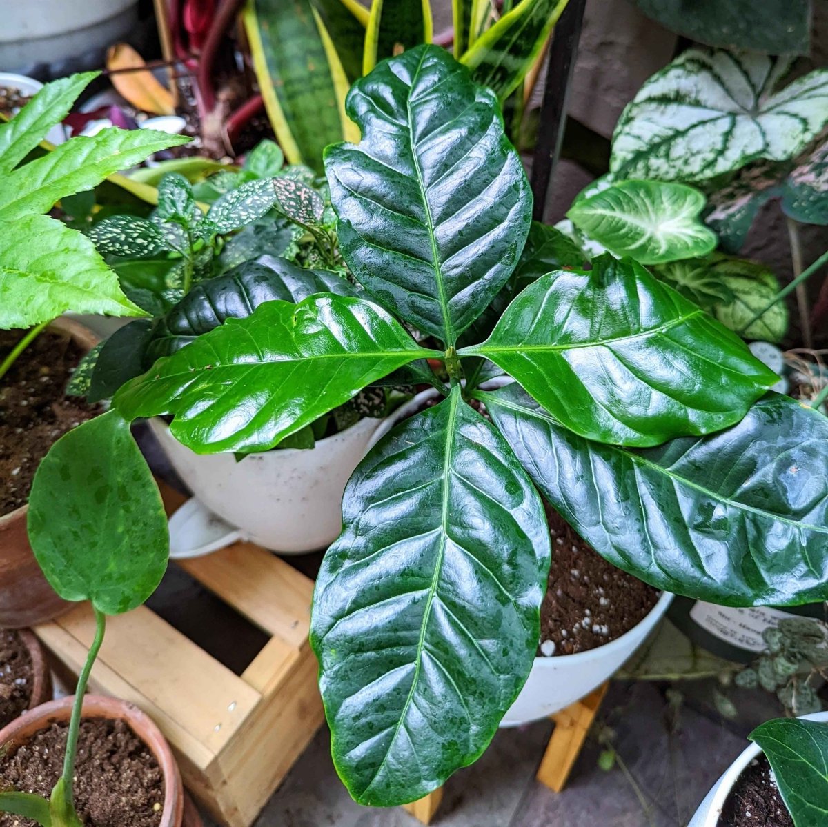 Semillas de Coffea 'Planta de café'