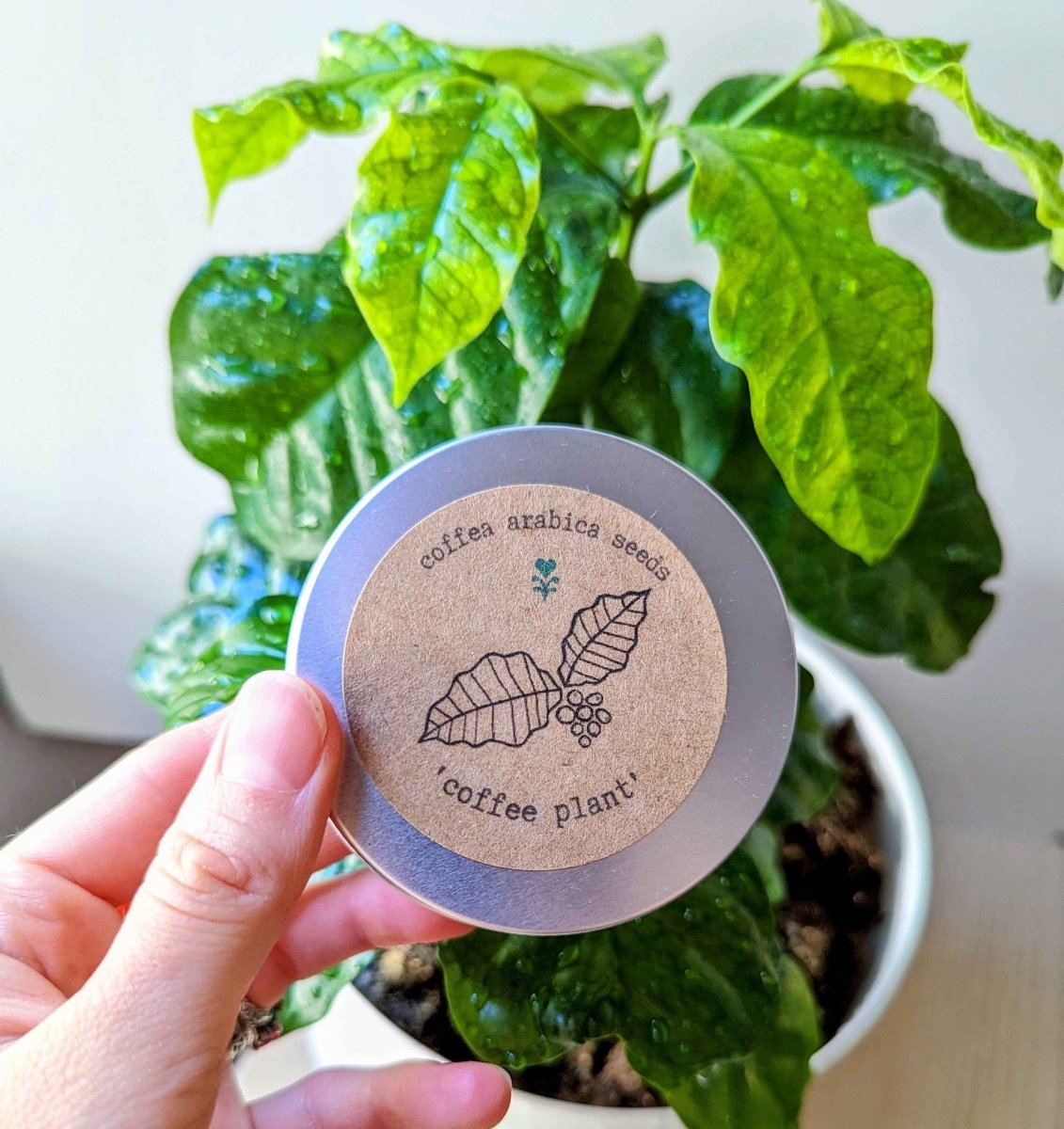 Semillas de Coffea 'Planta de café'