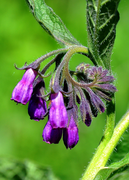 Comfrey Plant (Symphytum uplandicum)