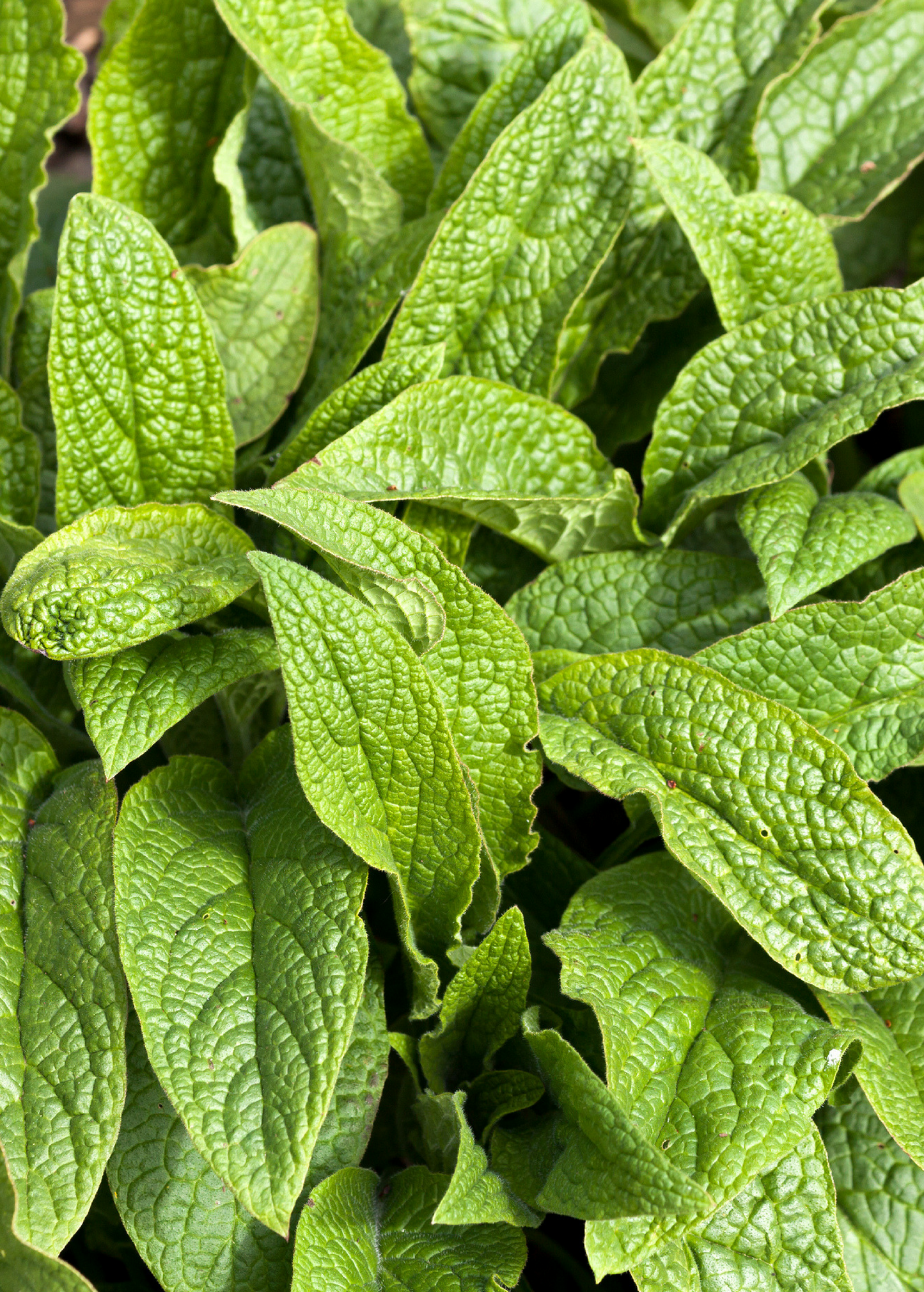 Comfrey Plant (Symphytum uplandicum)