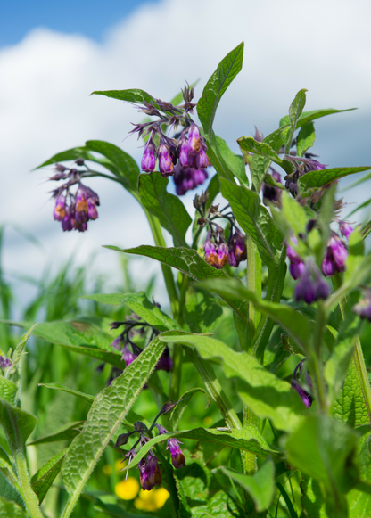 Comfrey Plant (Symphytum uplandicum)