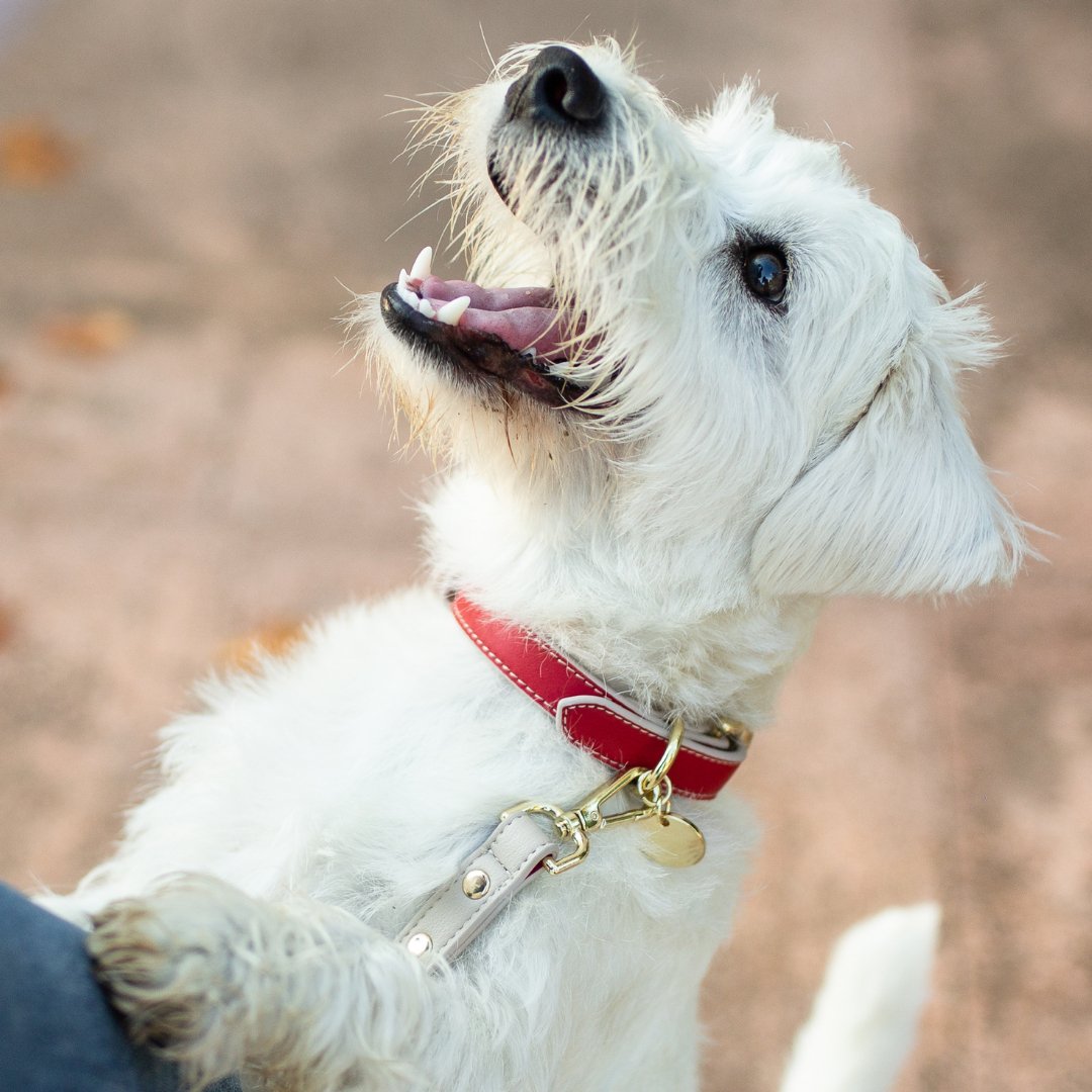 Collar - Cuero vegano - Copenhague