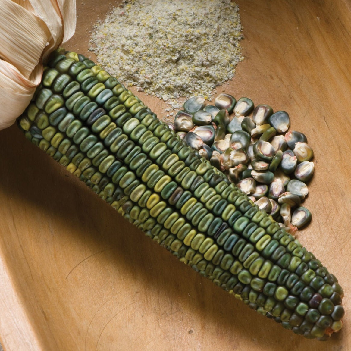 Oaxacan Green Dent Corn seeds with green kernels on an ear Seedtime Store on Tampa Home & Garden Store