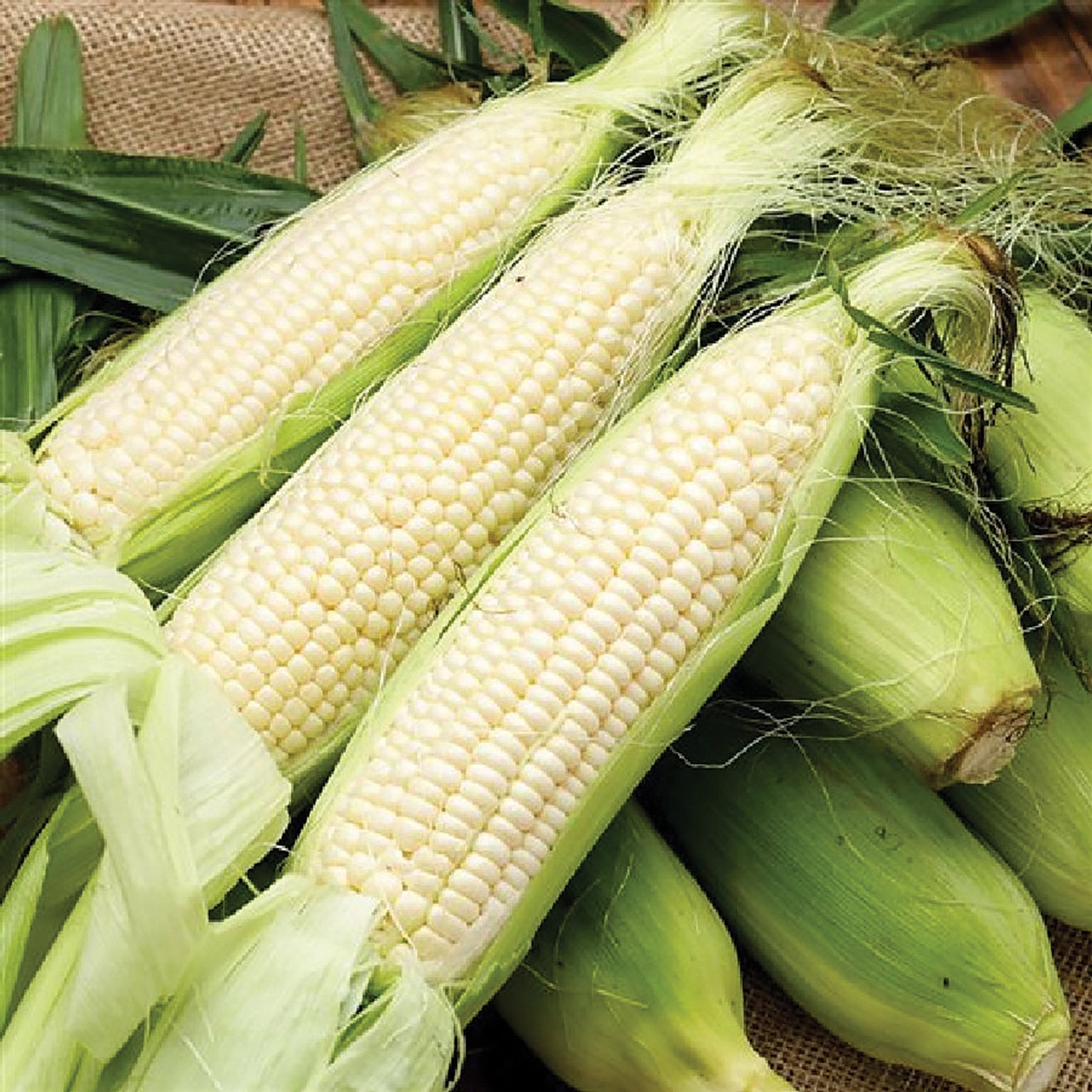 Stowell Evergreen corn ears with pale kernels in green husks on Tampa Home & Garden Store