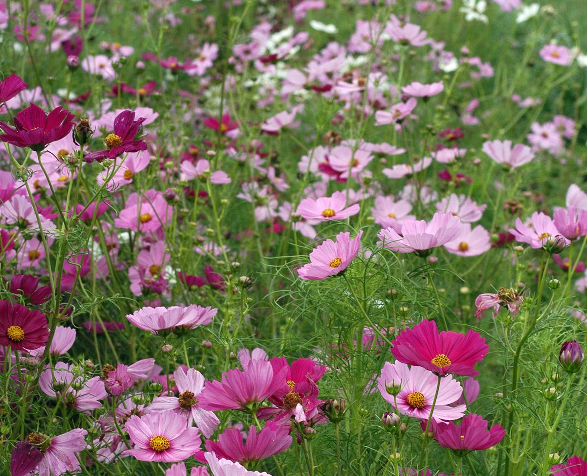 Cosmos seeds Sensation Mix in pink and magenta blooms Seedtime Store on Tampa Home & Garden Store