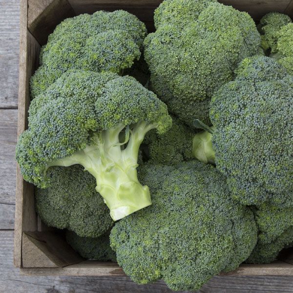 Covina F1 broccoli heads in a wooden crate; fresh green florets Seedtime Store on Tampa Home & Garden Store