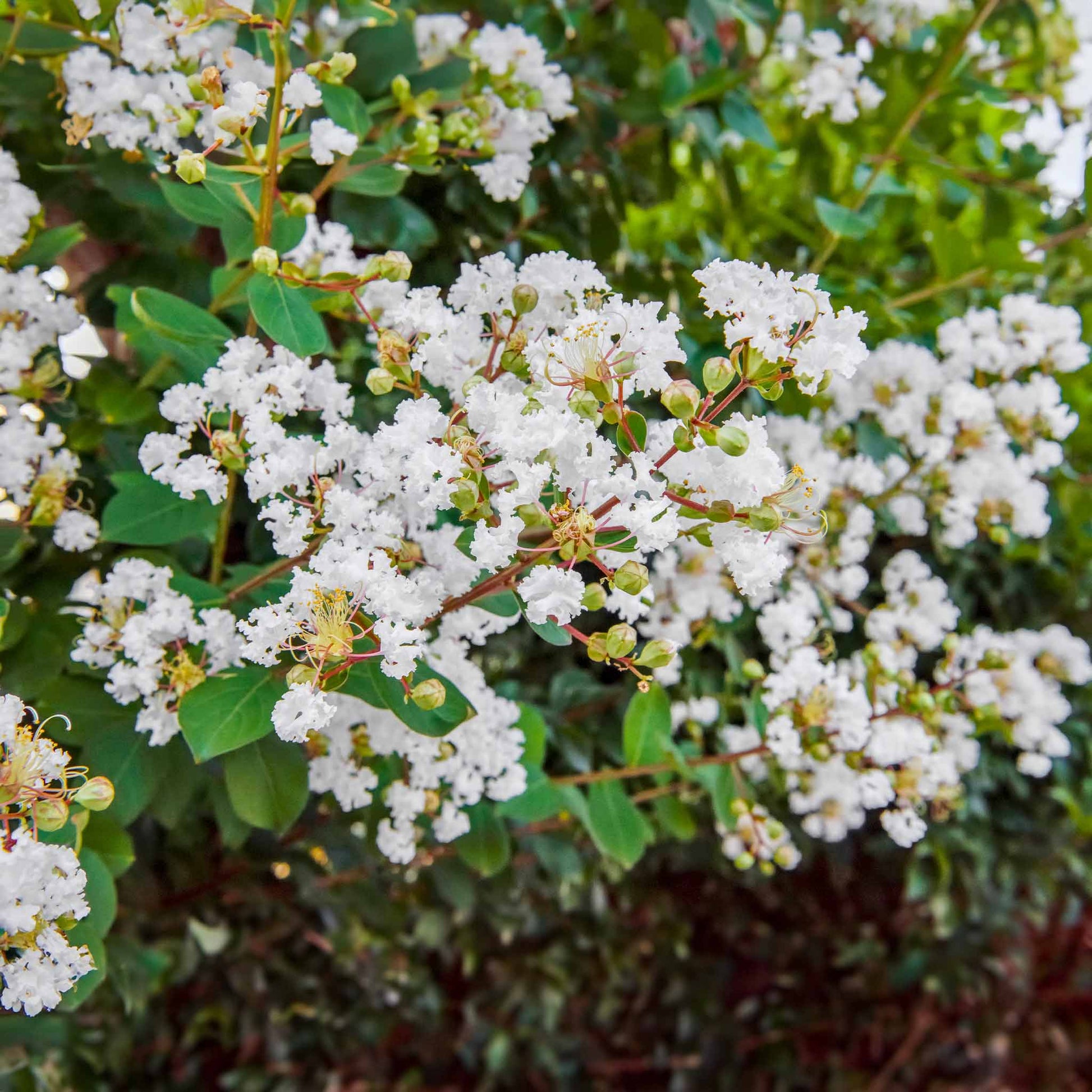 Natchez Crape Myrtle plant with white blossoms Live Good Logistics on Tampa Home & Garden Store