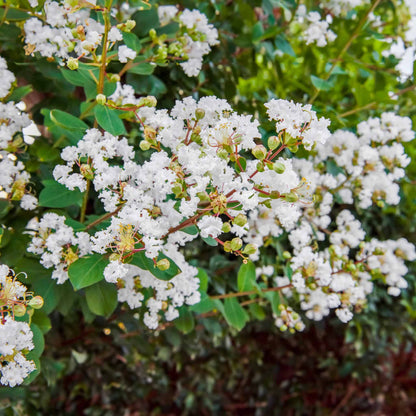 Natchez Crape Myrtle plant with white blossoms Live Good Logistics on Tampa Home & Garden Store
