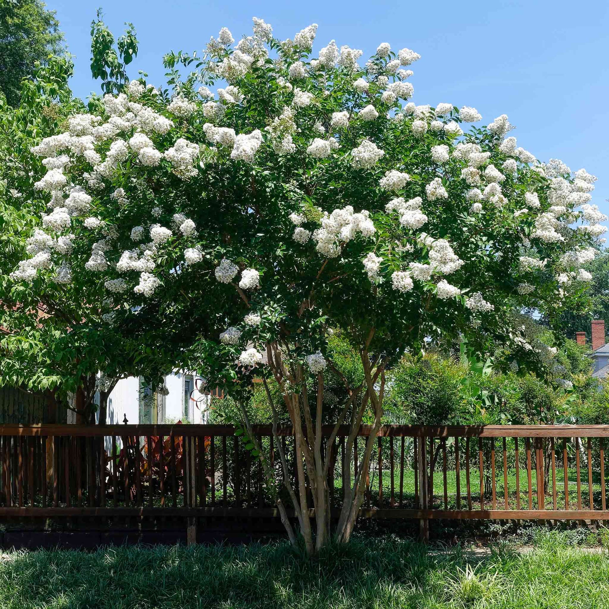 Natchez Crape Myrtle plant with white flower clusters and green foliage outdoors on Tampa Home & Garden Store