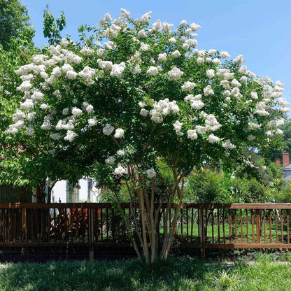 Natchez Crape Myrtle plant with white flower clusters and green foliage outdoors on Tampa Home & Garden Store