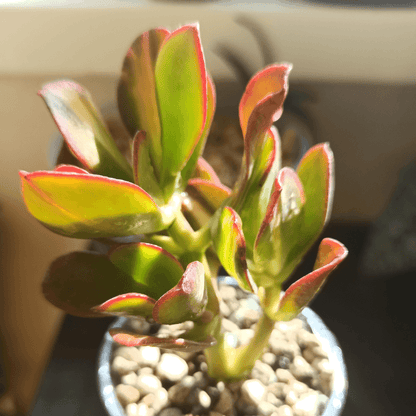 Crassula Mix Seeds