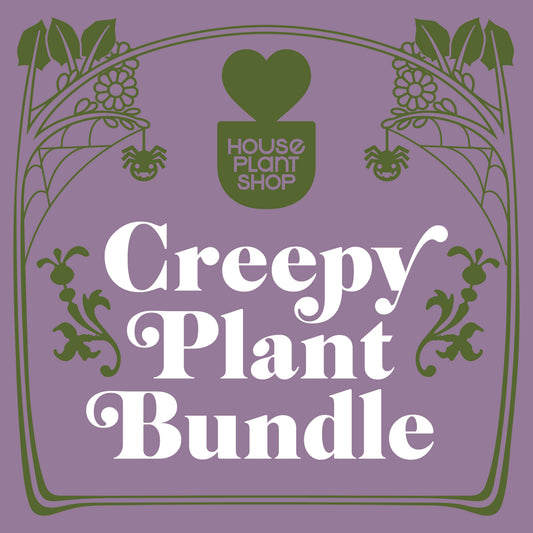 Creepy Plant Bundle 2x 4-inch plants from House Plant Shop with vine silhouette on purple field on Tampa Home & Garden Store