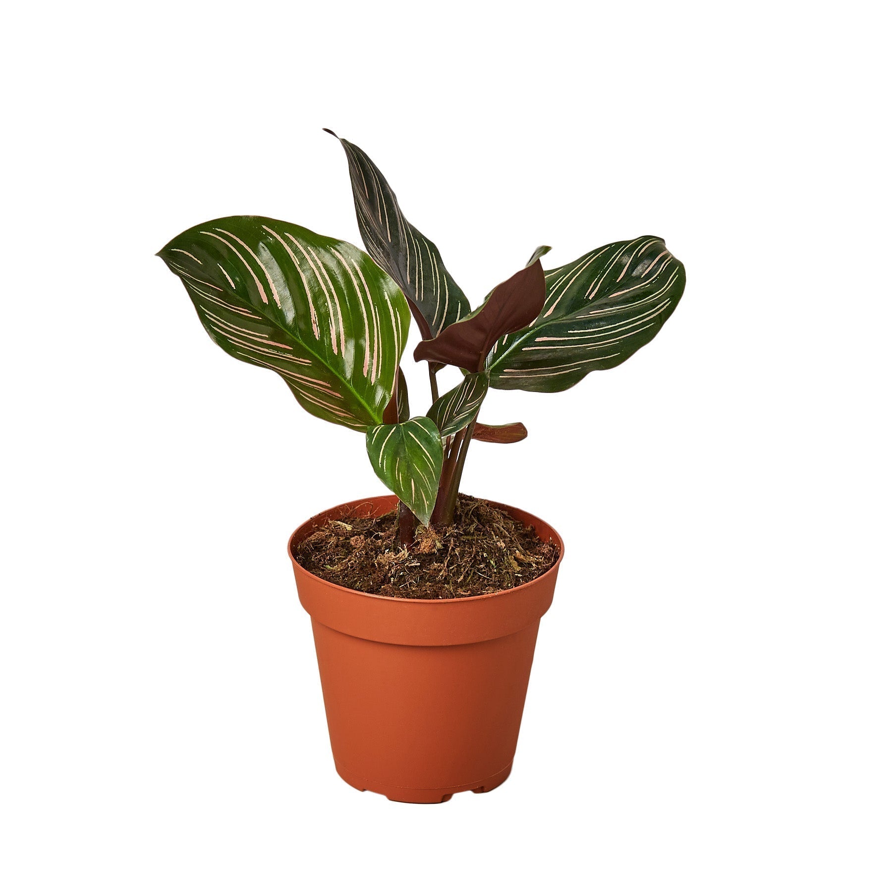 Calathea Ornata indoor plant in a 4-inch nursery pot with green leaves and pink pinstripes on Tampa Home & Garden Store
