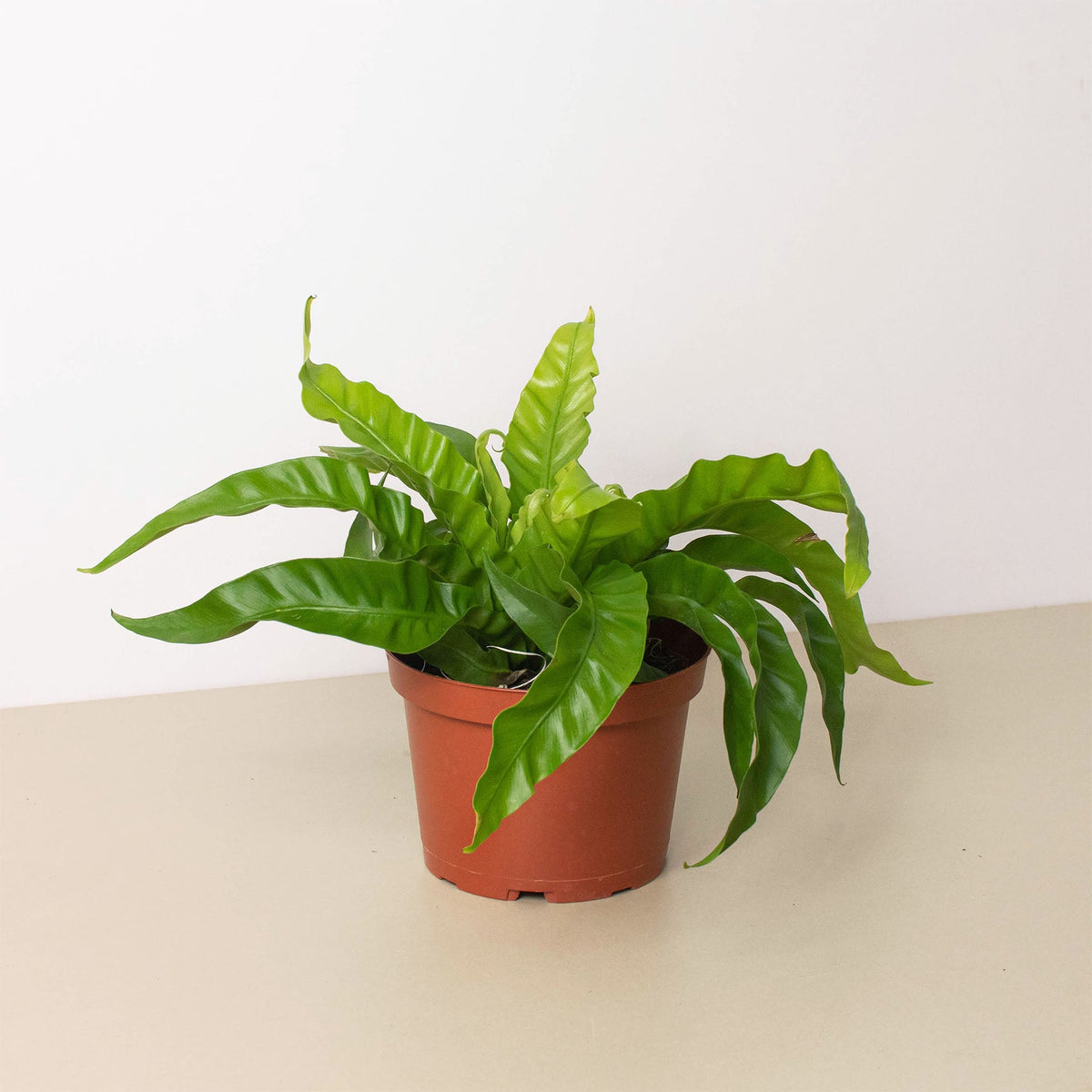 Fern Bird's Nest Hurricane indoor plant with green fronds in a terracotta pot on Tampa Home & Garden Store